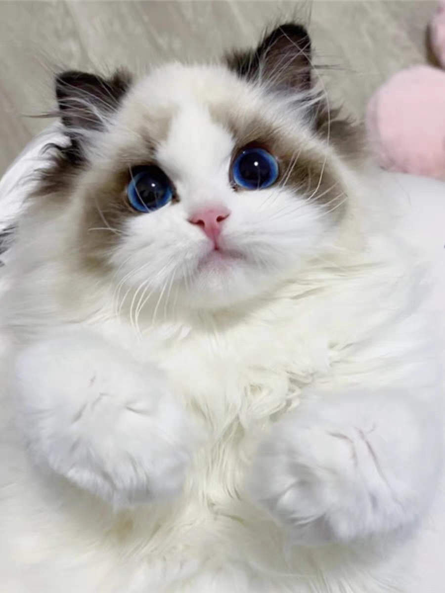 猫舍直销,批发价出售,布偶猫